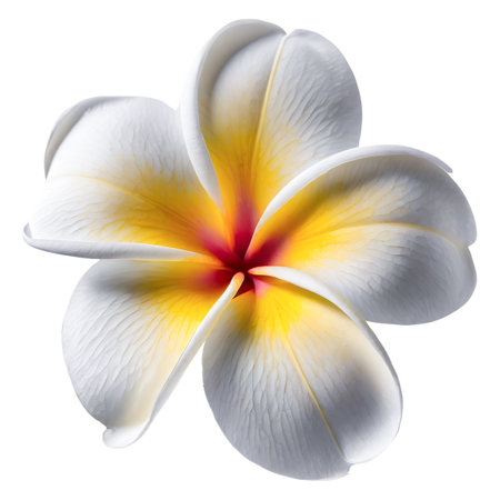 Isolated plumeria flower on white background ,  pink Plumeria blossoming color exoticの素材