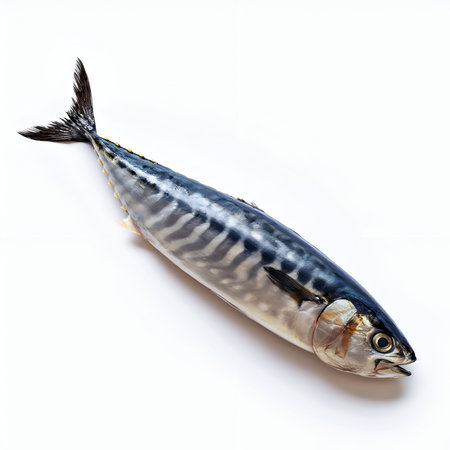 mackerel fish on white backgroundの素材