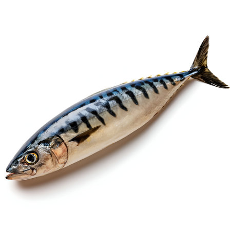 mackerel fish on white backgroundの素材