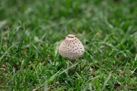 Mushroom growing on the lawn of bright green .の写真素材