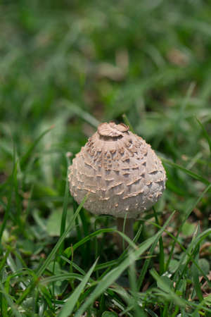 Mushroom growing on the lawn of bright green .の写真素材