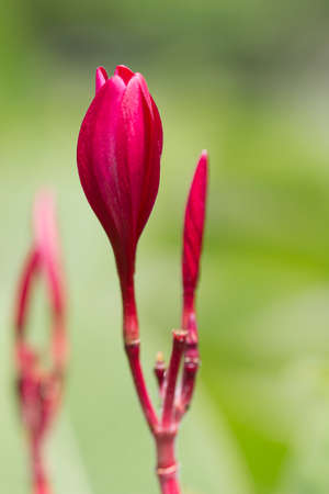 The flowers given the nature clean and fresh.の写真素材