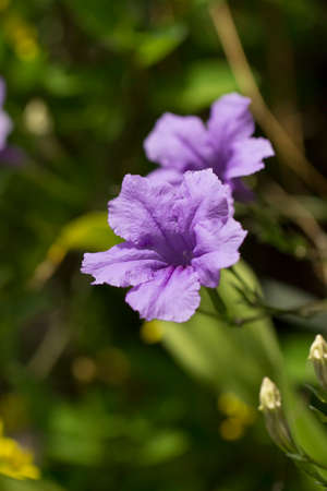 The flowers given the nature clean and fresh.の写真素材