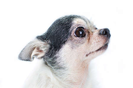 Chihuahua dog on white backgroundの写真素材