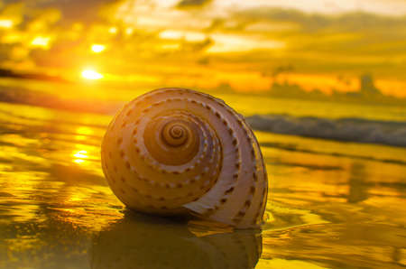 Beautiful beach with sunrise background. Focus on sea shell.の写真素材