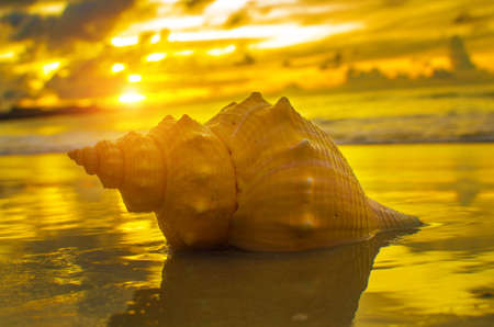 Beautiful beach with sunrise background. Focus on sea shell.の写真素材