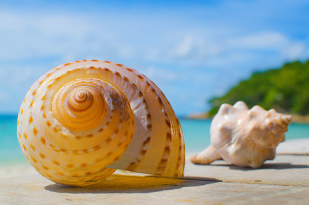 Sea shells on a old wooden tableの写真素材