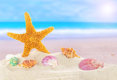 Summer beach with starfish and shellsの写真素材