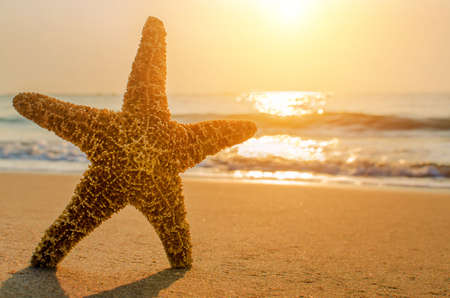 Beautiful beach with sunrise background. Focus on sea starfish.の写真素材