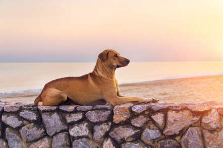 Dog on the beachの写真素材