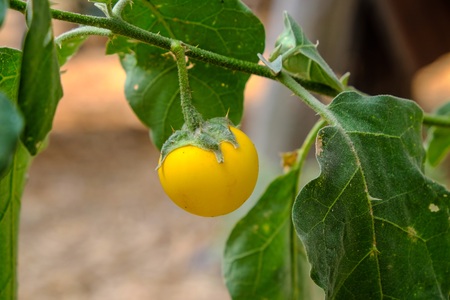 Eggplant nasty yellowの写真素材