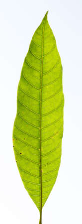 Close-up of full leaf, isolated on white backgroundの写真素材