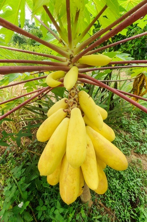 yellow papaya on treeの写真素材