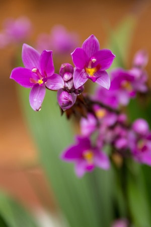 Close up of Ground orchidの写真素材