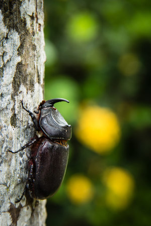 Scarab beetle on a tree