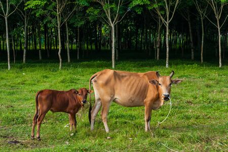 Asian cows in tropical field and rubber treesの写真素材