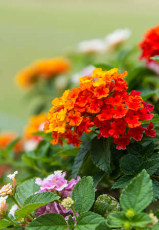 Macro photo of Lantana Camara small orange toned litle flowersの写真素材