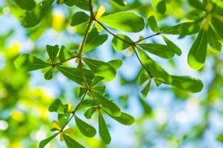 fresh leaves in a forestの写真素材