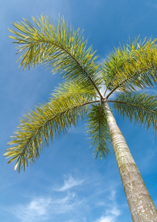 Foxtail palm or Wodyetta bifurcata in thailand species and blue skyの写真素材