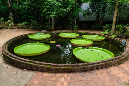 giant leaves of the Victoria waterlily floating on a garden pondの写真素材