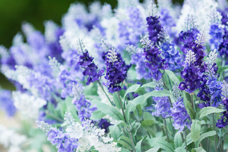 Decorative artificial flowersの写真素材