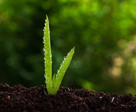 Aloe plant growing on natural backgroundの写真素材