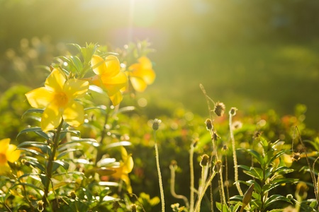 yellow flowers and grass at sunsetsの写真素材