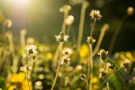 yellow flowers and grass at sunsetsの写真素材