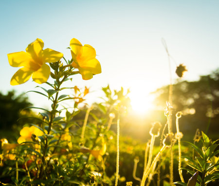 yellow flowers and grass at sunsetsの写真素材