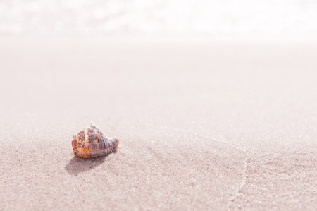 shell on beach