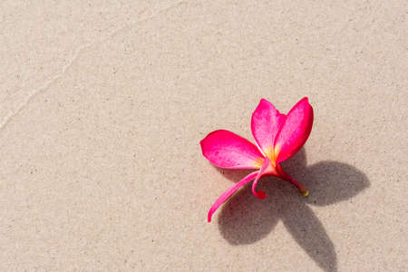 Frangipani flower on Beachの写真素材