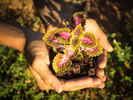 plant in handsの写真素材
