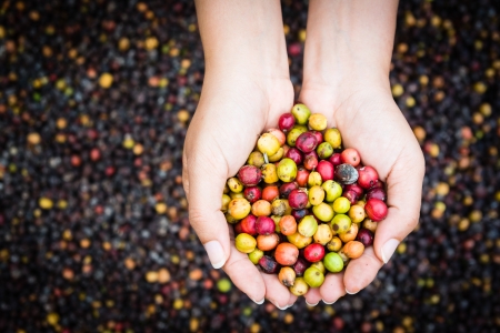 coffee beans in handsの写真素材