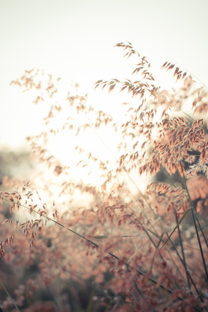 beautiful brown grass at sunsetの写真素材