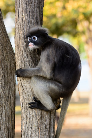 Dusky Leaf Monkey on the tree