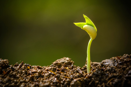 seedling and growingの写真素材