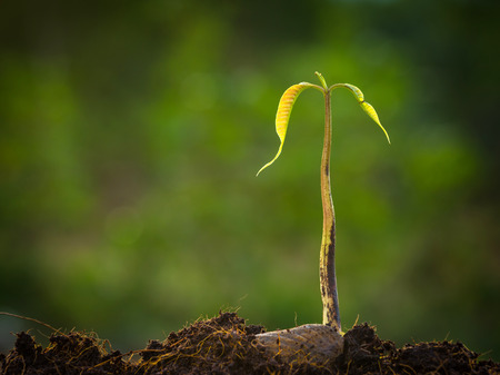 seedling and growingの写真素材