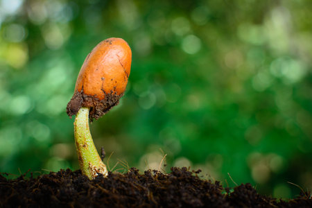 seedling and sproutの写真素材