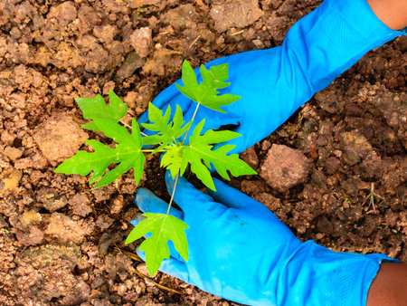Planting a young papaya tree in the garden