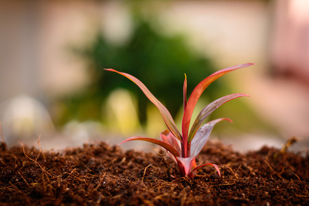 young plantの写真素材