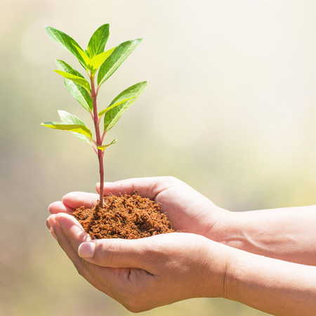 hand holding and planting new treeの写真素材