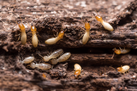 Close up termites or white antsの写真素材