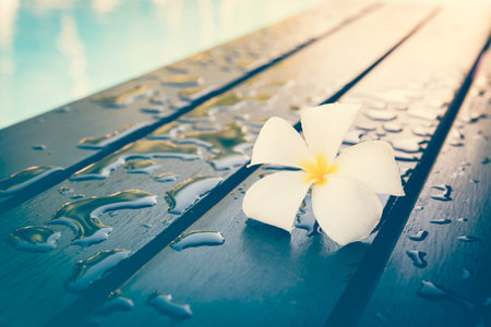 plumeria blossom on the wood background.の写真素材