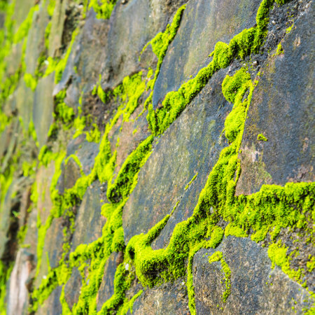 Old wall stone background with mossの写真素材