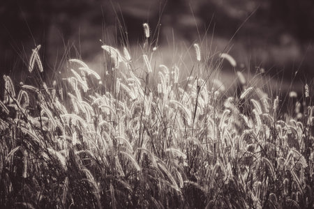 beautiful brown grass at sunset with vintage color tone