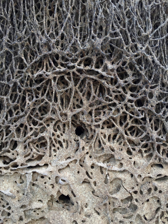 old of termite nestの写真素材