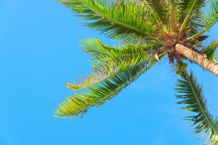 coconut palm tree on blue skyの写真素材