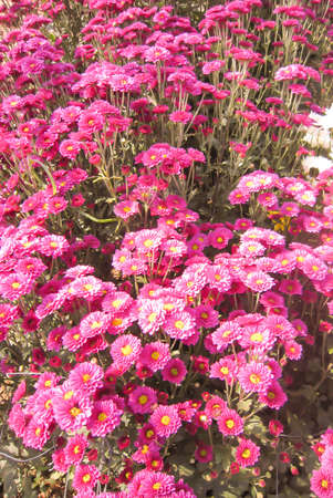 Pink Chrysanthemum Fieldの写真素材