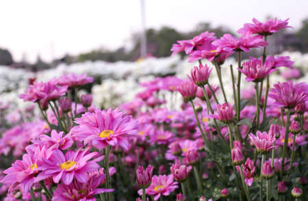 Pink chrysanthemum in the gardenの写真素材