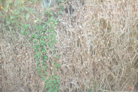 Survival grass in a glass cabinetの写真素材